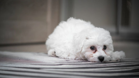 Rust Tear Stains in Dogs: Causes and Remedies