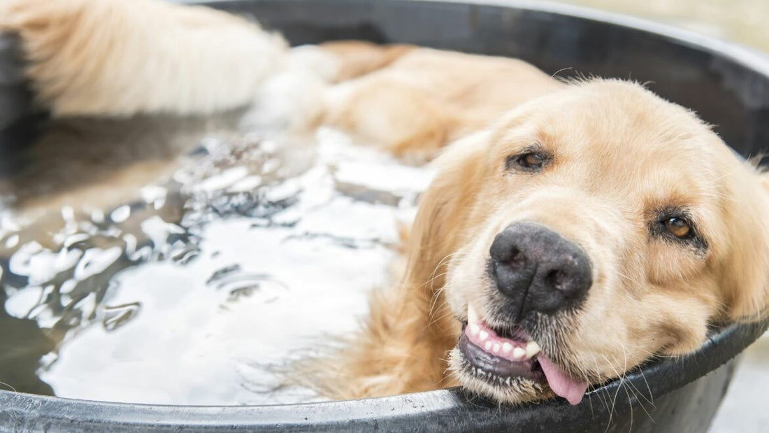 Does My Dog Sweat? How Can I Help Keep Them Cool in Summer?