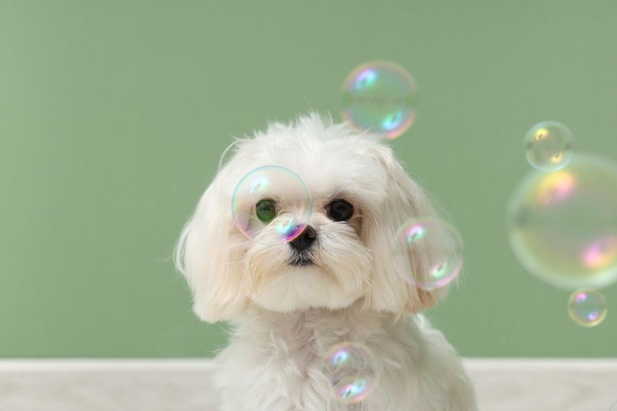 How to Choose the Right Dog Shampoo for Your Dog’s Coat, Skin and Lifestyle