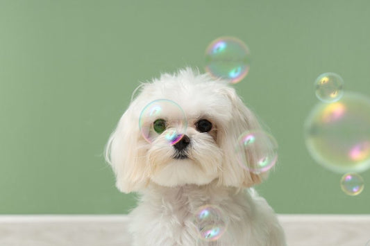How to Choose the Right Dog Shampoo for Your Dog’s Coat, Skin and Lifestyle