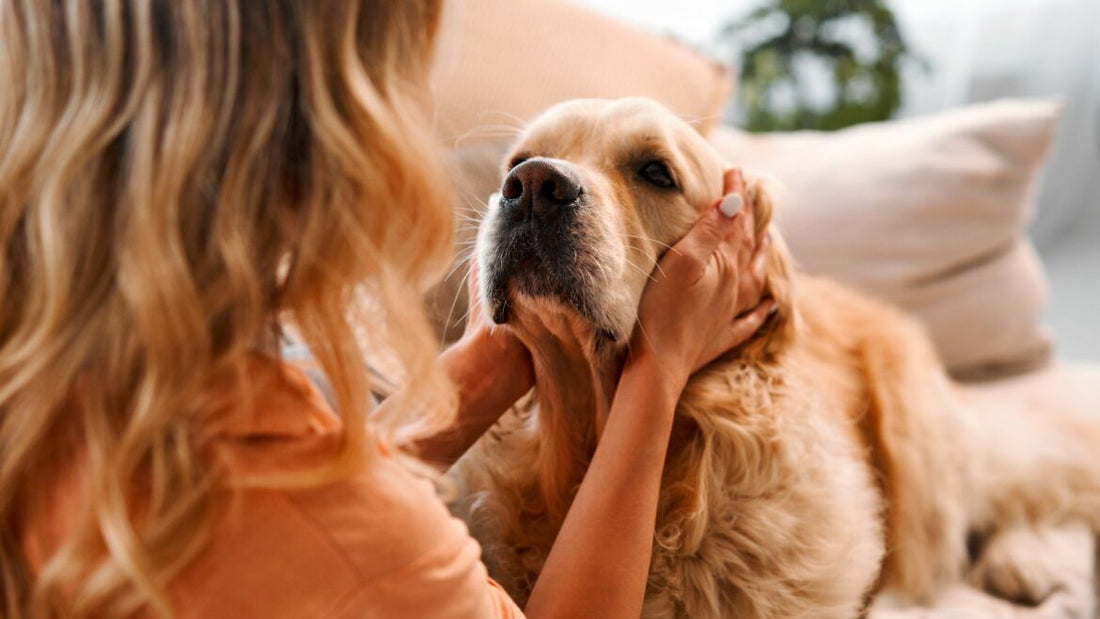 Dog-Human Friendship: An Unbreakable Bond – Yuup! Middle East