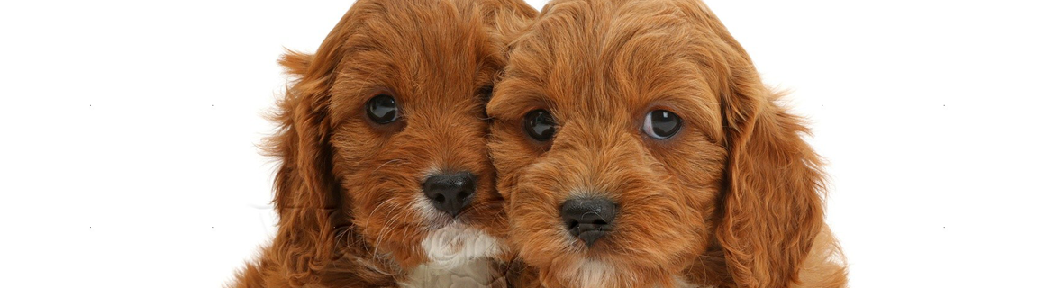 Cavapoo & Cockapoo – Yuup! Middle East