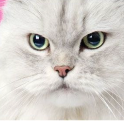 Cats Line